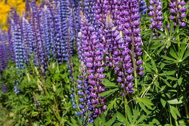 Dicas e cuidados sobre o Lupinus hybridus