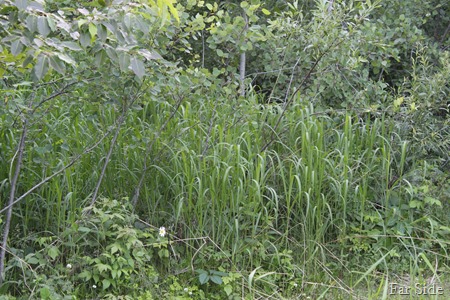 Marge Grass June 29 2017