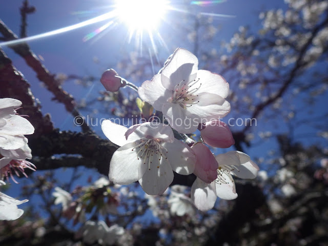 Alishan cherry blossom