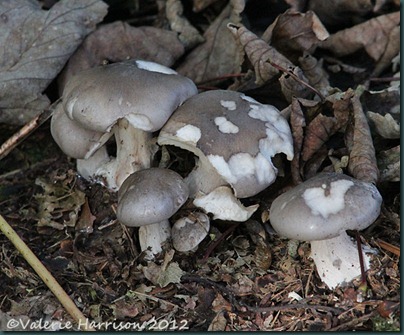 54-toadstools