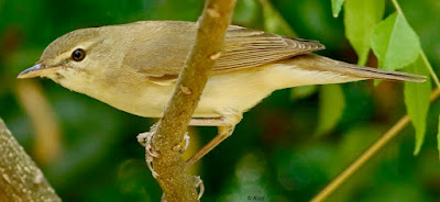 Blyth's Reed Warbler