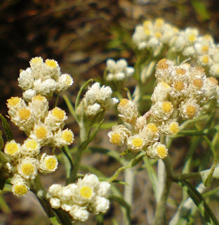  SHARING PHOTO Bunga  Edelweiss  Yang Melegenda KASKUS 