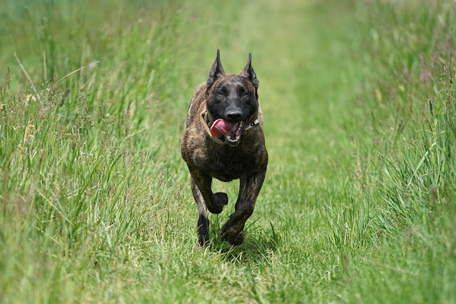 brindle-dog-breeds