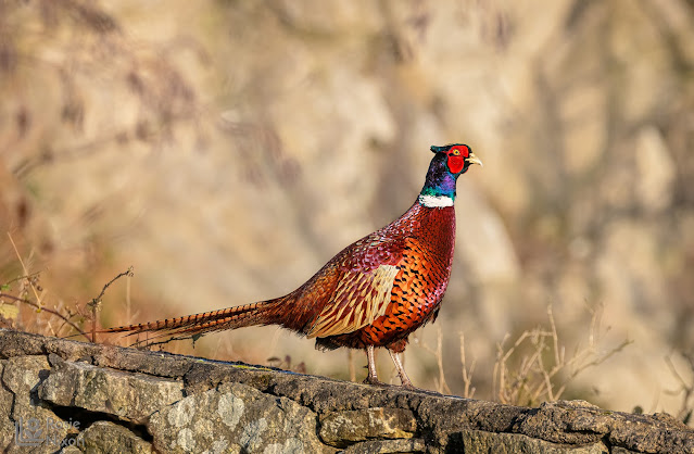 A male pheasant showing off his colourful feathers in the golden sunlight first thing in the morning