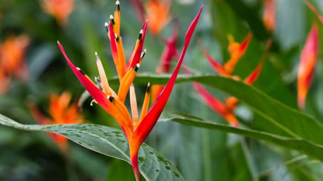 Plantas de Jardim - Helicônia-papagaio Heliconia psittacorum