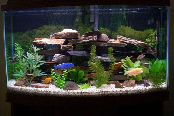 fish tank the animal life fish for fish tanks 600x398