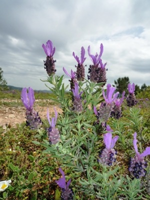 P1010907