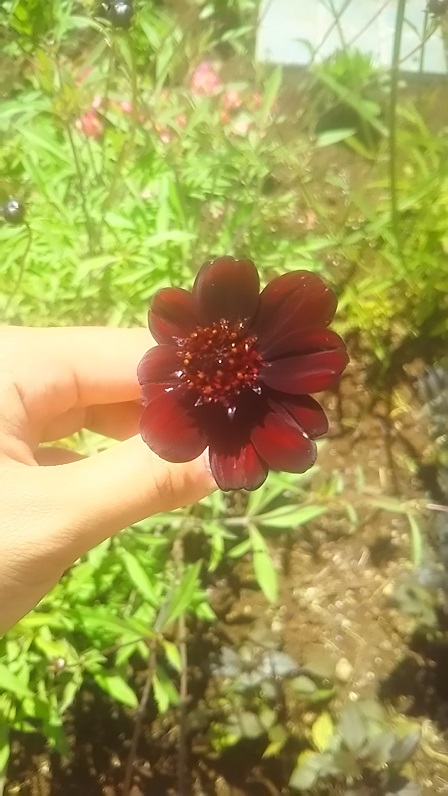 千葉大学 花卉 苗生産ブログ 花の香りに酔い痴れて 第17回 チョコレートコスモス