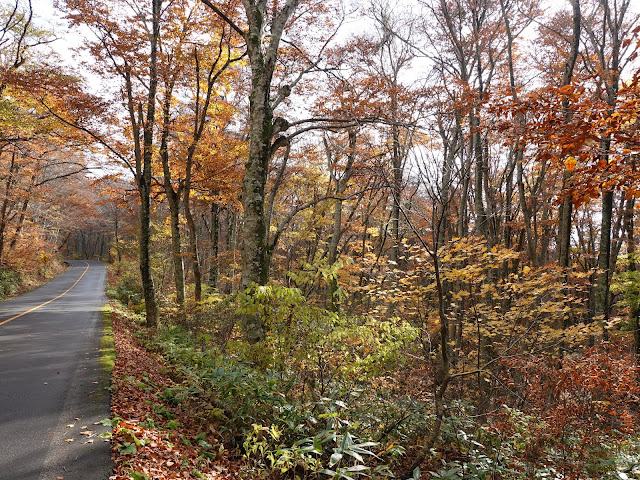 鳥取県道45号倉吉江府溝口線（大山環状道路）の紅葉