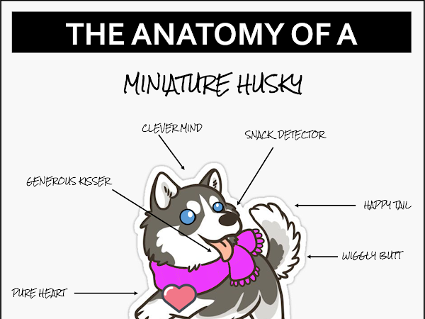 The Anatomy of a Miniature Siberian Husky