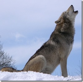 wolf howling