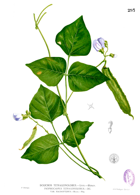 Ботаническая иллюстрация Psophocarpus tetragonolobus