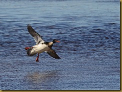 bl Red-brested Merganser flight_ROT6276-Edit  NIKON D3S June 17, 2011