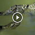 Giant Anaconda Attacks and Swallows Crocodile