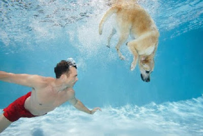 Tập bơi lợi cùng cún cưng