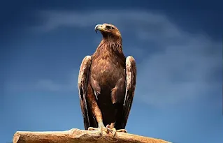Golden Eagle
