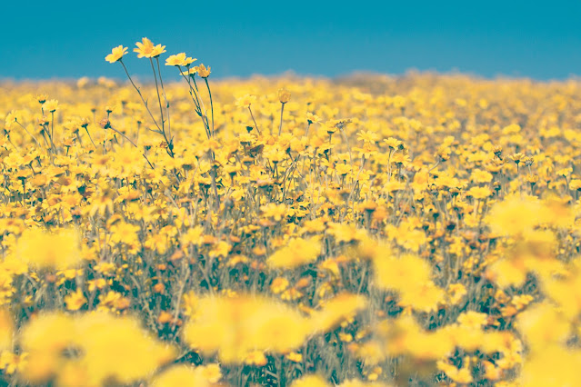Field of yellow daisies and wildflowers underneath a big blue cloudless sky