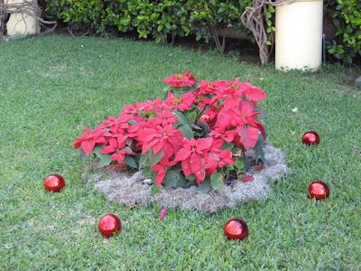 Puerto Vallarta Christmas poinsettias