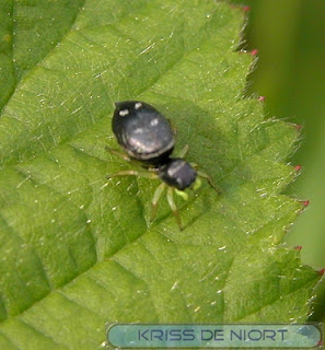 Araignée du genre Heliophanus