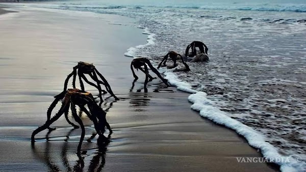 Surgen "Extraterrestres" en playas de Sudáfrica,  Esta es la verdad sobre la imagen que causo pánico en tiktok 