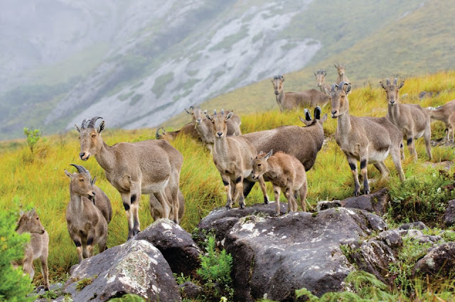 Eravikulam national Park