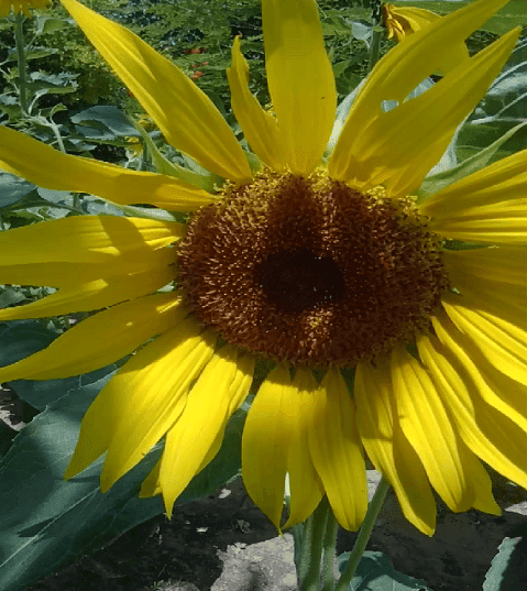 Sunflower (Helianthus annuus)