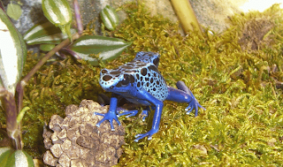 Dendrobates Azureus