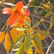 Red silk cotton