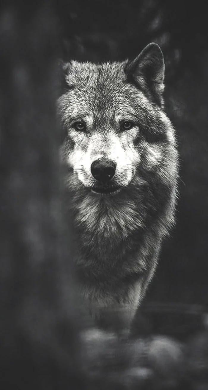 خلفيات ايفون الذئب