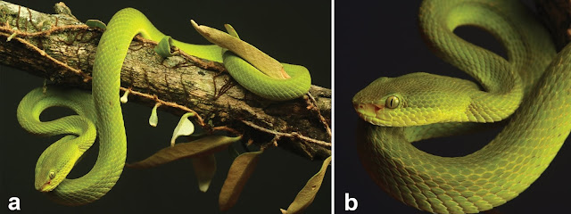 Cientistas descobrem nova espécie de serpente e a batizam em homenagem a Salazar Sonserina | Ordem da Fênix Brasileira