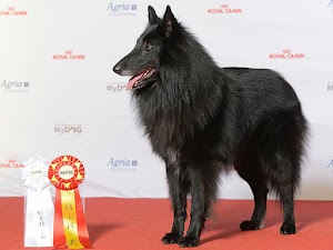 Groenendael is Friendly, Active, Loyal, and Most Intelligent Dog Breed