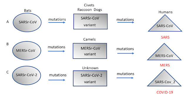 Origin of corona virus