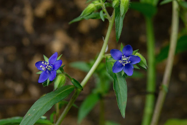 Hydrolea zeylanica