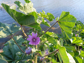 MALVA: Malva sylvestris