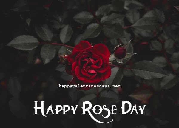 happy rose day 2024 image HD