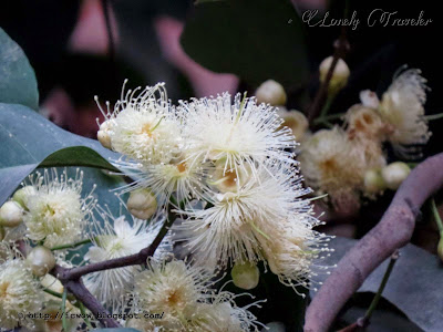 Wax apple - Syzygium Samarangense