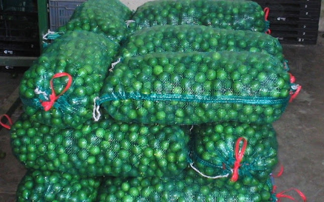 LATINOAMÉRICA: Narcotraficantes abandonaron droga camuflageada con limones en Perú.