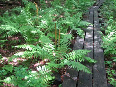 cinnamon fern