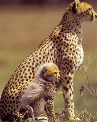 cheetah and cub