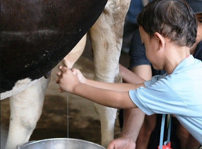 wisata edukasi memerah susu di sentul fresh