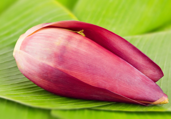 manfaat jantung pisang