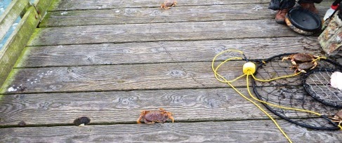 CrabbingOffthePublicPier-3-2014-04-26-09-43.jpg