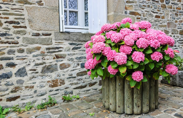 Ortanca Çiçeği (Hydrangea) Bakımı, Sulanması, Çoğaltılması Nasıl Yapılır?