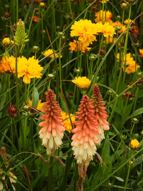 Lite småroligt blomster.