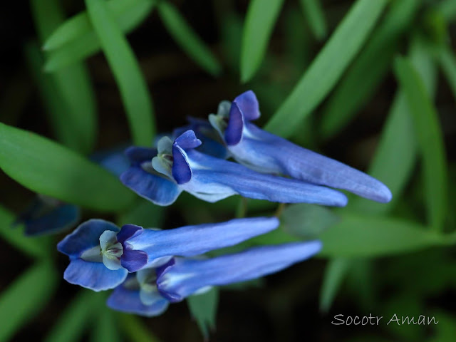 Corydalis lineariloba