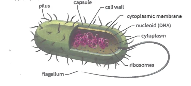 schematic presentation of bacterial cell