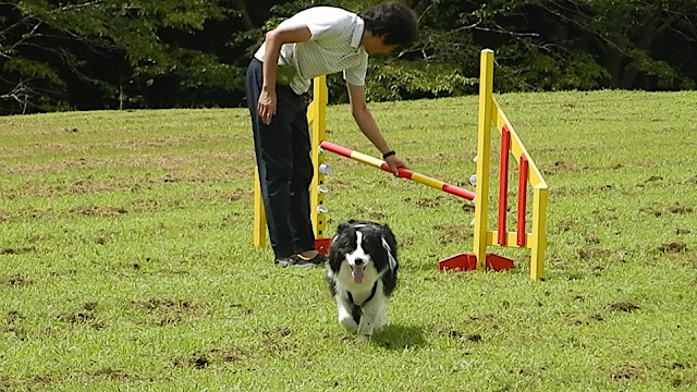 保護犬 ボーダーコリー トーマ