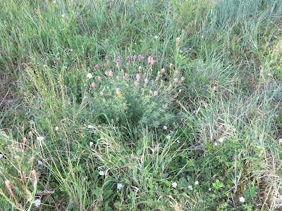 purple prairie clover Dalea purpurea