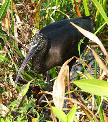 Glossy Ibis (Plegadis falcinellus)