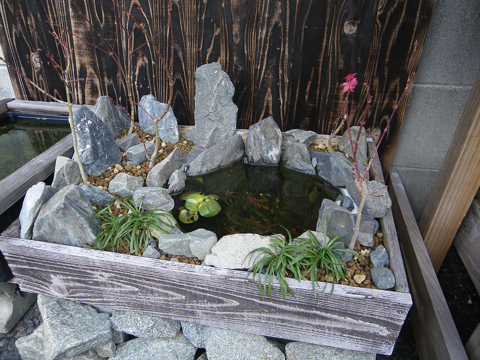 メダカの稚魚も屋外の越冬にチャレンジ 黒松の鉢植えを剪定して飾ります メダカの大工